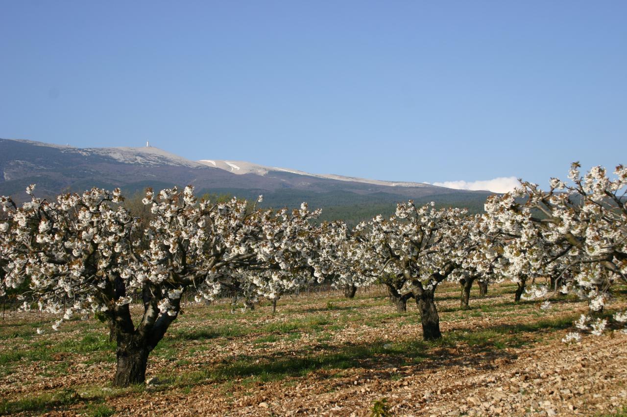 Le printemps les cerisiers avril