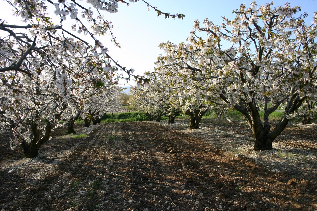 Printemps, les cerisiers
