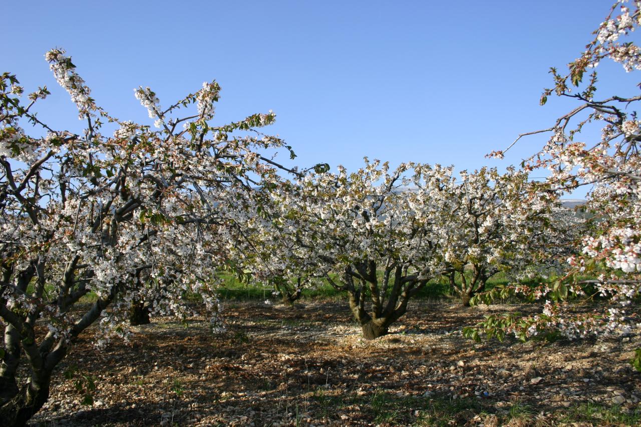 Les cerisiers