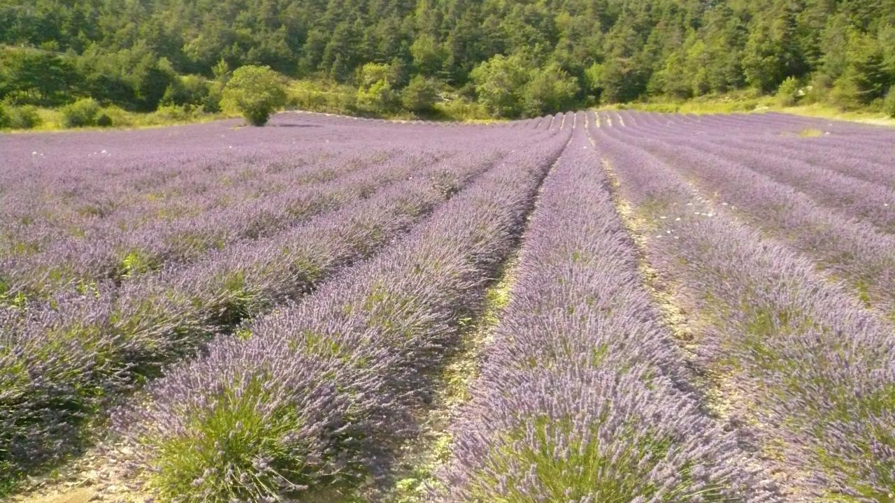 Sault la lavande