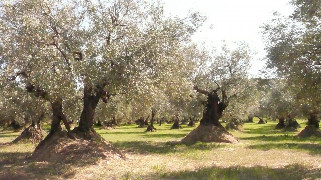 Les oliviers Nyons